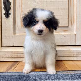 White Tricolor male - Tri-color male Bernedoodle puppy in Brooksville, Florida from Kruger Doodles