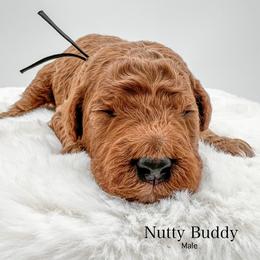 Nutty Buddy - Red  male Goldendoodle puppy in Sunman, Indiana from Brunsman Country Doodles LLC