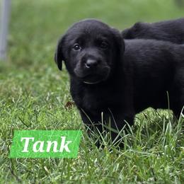 Labrador Retriever Puppies from 7Cs Labs