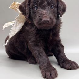 Colt - Brown and white male Aussiedoodle puppy in Claremont, North Carolina from Magnolia Grove Farms