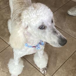 Bailey  - Poodle