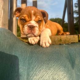 READY TO GO- Cleo - Chocolate tri-color female Bulldog puppy in Ranson, West Virginia from EMR’s Bulldogs