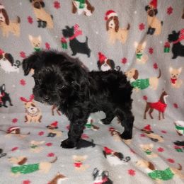 Prancer - Black male Yorkipoo puppy in Lapeer, Michigan from Puppy Kisses