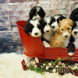 Goldendoodle and Sheepadoodle Puppies from The Farms Precious Doodles