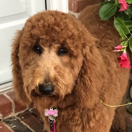 Reba - Goldendoodle
