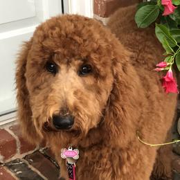 Reba - Goldendoodle