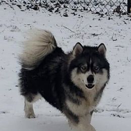 Siberian Huskies from Snowangel  Huskies