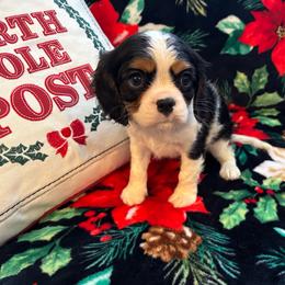 Cavalier King Charles Spaniel Puppies from Krawczyk's House of Cavaliers