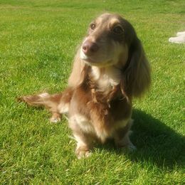 Riley - Dachshund