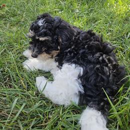 Alfie - Black male Havapoo puppy in Louisville, Kentucky from Derbyville Havapoos