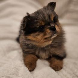 Boy - Blue merle male Pomeranian puppy in Monroe, New York from NY Snow Poms