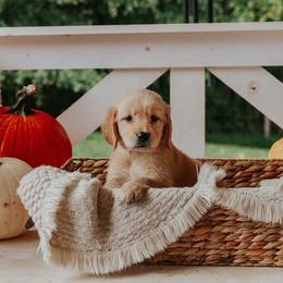 Golden Retriever Puppies from Morgan’s Heart of Gold Retrievers