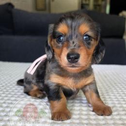 Black-Tan Dapple 2800 - Dapple female Dachshund puppy in Texarkana, Arkansas from Dogwood Acre Dachshunds