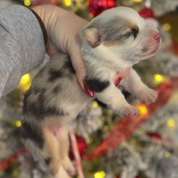 Diamond - Blue merle and white female American Corgi puppy in East Oakdale, California from Rhettro Kennels