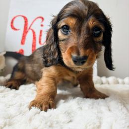 Ziggy 3200 - Red male Dachshund puppy in Sylvania, Alabama from Yancey’s Doxies