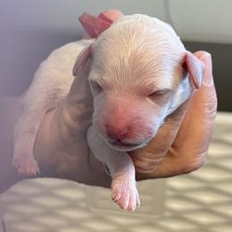 Margarita - White female Poodle puppy in Port Saint Lucie, Florida from Abbott Standard Poodles