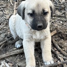 Cera - Yellow female Black Mouth Cur puppy in Warsaw, Missouri from Heritage Cow Dogs