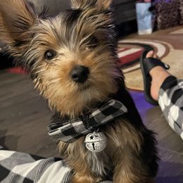 Yorkshire Terrier Puppies from YorkiStars