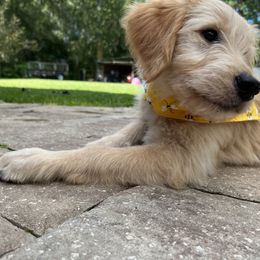 Goldendoodle Puppies from Muddy Acre Pups