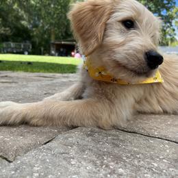 Goldendoodle Puppies from Muddy Acre Pups