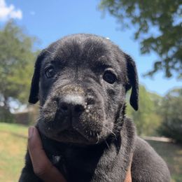 Cane Corso Puppies from Exotic Empire Kennels LLC