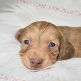 Chocolate based shaded cream dapple - Dapple male Dachshund puppy in Seminary, Mississippi from Down South Mavericks Dachshunds