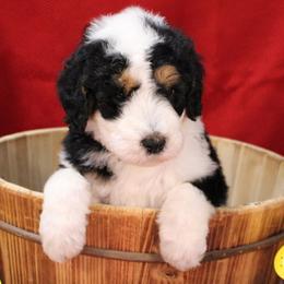Peter - Brown and white male Bernedoodle puppy in Peyton, Colorado from Peyton Doodles