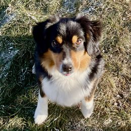 Sunday - Miniature Australian Shepherd