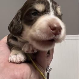 Butterfingers   AKC PRA  CLEAR - Chocolate and cream male Dachshund puppy in Miami, Florida from Maitime Dachshund
