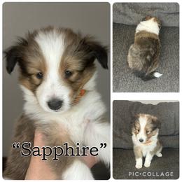 Sapphire - Sable and white female Shetland Sheepdog puppy in Aumsville, Oregon from Porter Creek Kennels