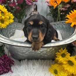 Peter - Black and tan male Dachshund puppy in Waynesville, North Carolina from Blue Ridge Doxies