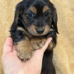 Theodore - Black and tan male Dachshund puppy in Ballinger, Texas from Missy’s Mini Dachshunds