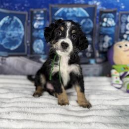 Bernedoodle and Goldendoodle Puppies from Donnas Deluxe Doodles LLC