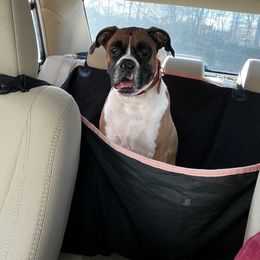 Boxer All Grown Up from Buffalo Creek Boxers