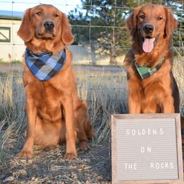 Goldendoodles from Golden's On The Rocks