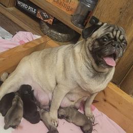 Pug puppies from Rick Barrera Pugs