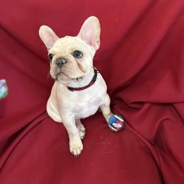 French Bulldogs from RMS Acres