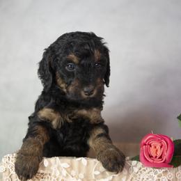 Prince Charming - Phantom male Bernedoodle puppy in Seffner, Florida from Gold Diamond Pup