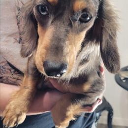 Dolly - Black and tan female Dachshund puppy in Randolph, Texas from Spindle's Little Treasures