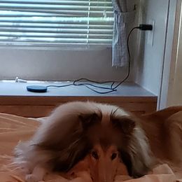 Collie All Grown Up from Starrlit Collies