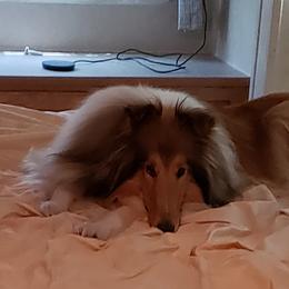 Collie All Grown Up from Starrlit Collies