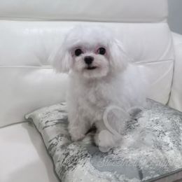 Evan - Maltese