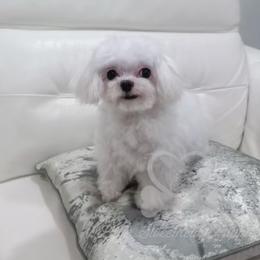 Evan - Maltese