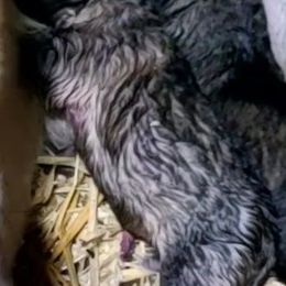 Blue collar - Sable male German Shepherd puppy in Cadet, Missouri from Working Valley Shepherds