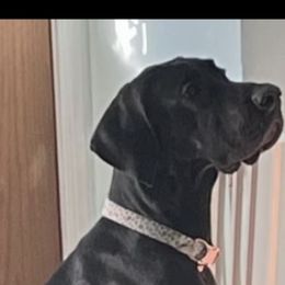 Raven - Great Dane