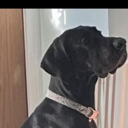 Raven - Great Dane