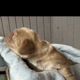 Boy 3 - Buff male Cocker Spaniel puppy in Phil Campbell, Alabama from Sandra Clark's Cocker Spaniels