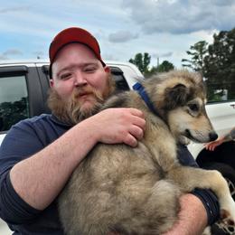Fudgesicle - Agouti and white male Alaskan Malamute puppy in Brookwood, Alabama from Sunset Malamutes