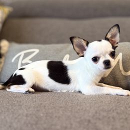 Shandy - Black and white female Chihuahua puppy in Orlando, Florida from Figgy’s Chihuahuas