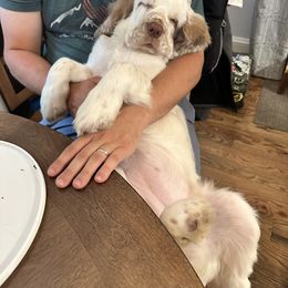 Clumber Spaniel Puppies from Wanderlust Clumber Spaniels